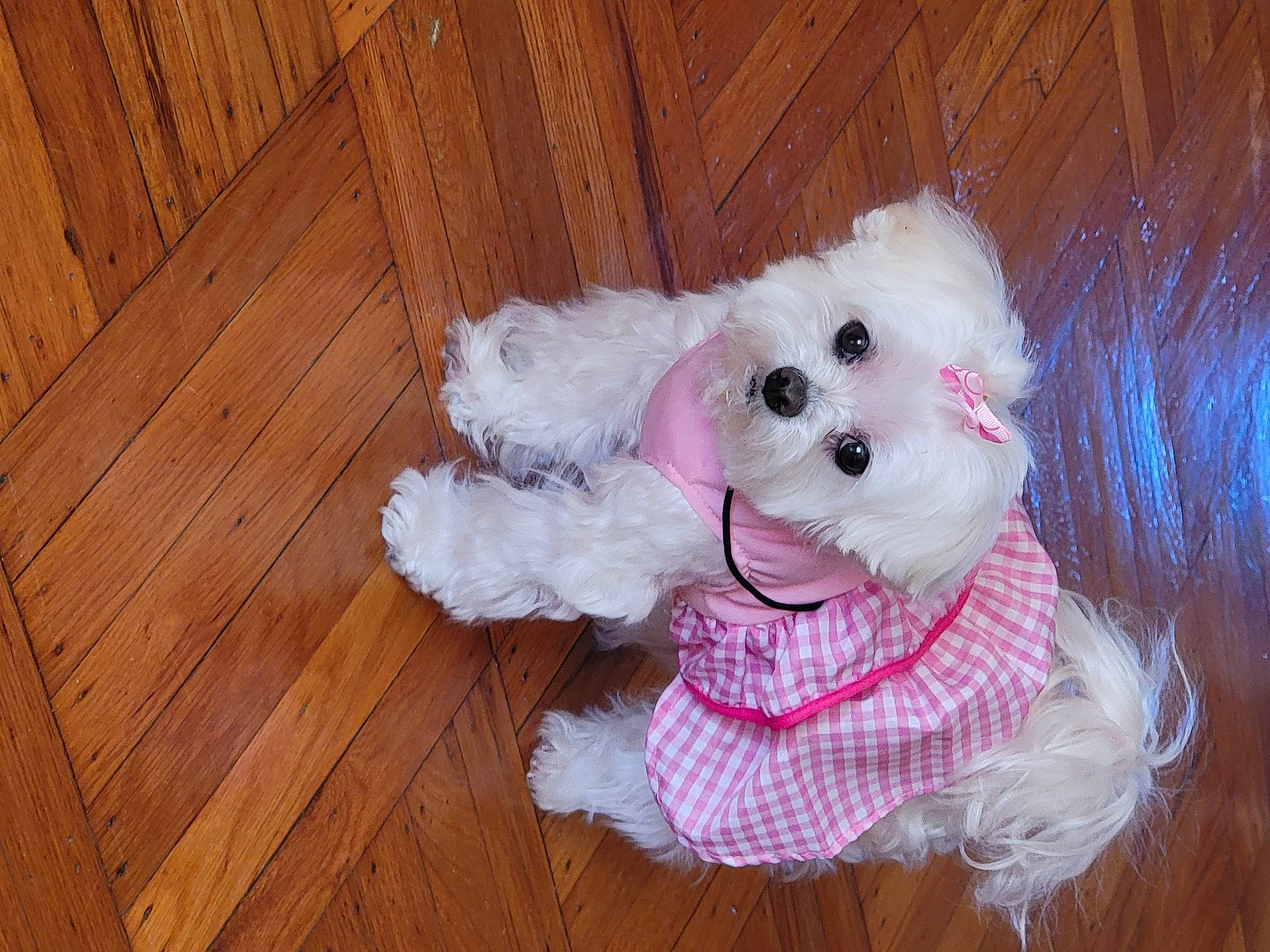 Dina joined the competition — help win amazing prizes! canidae, carnivore, companion_dog, dog_breed, dog_clothes, fawn, flooring, hardwood, plank, plush, snout, sporting_group, stuffed_toy, tail, toy, toy_dog, varnish, wood, wood_stain, wool