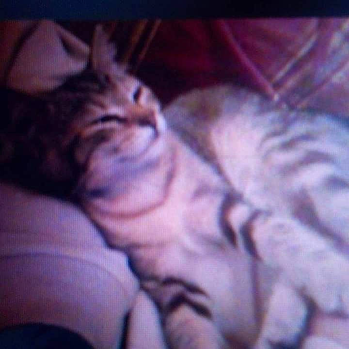 Lylie a rejoint le concours — aidez-le/la à gagner de superbes lots ! carnivore, cat, cloud, comfort, darkness, domestic_short_haired_cat, felidae, fur, jaw, meteorological_phenomenon, nap, night, paw, photo_caption, sleep, small_to_medium_sized_cats, square, tail, whiskers