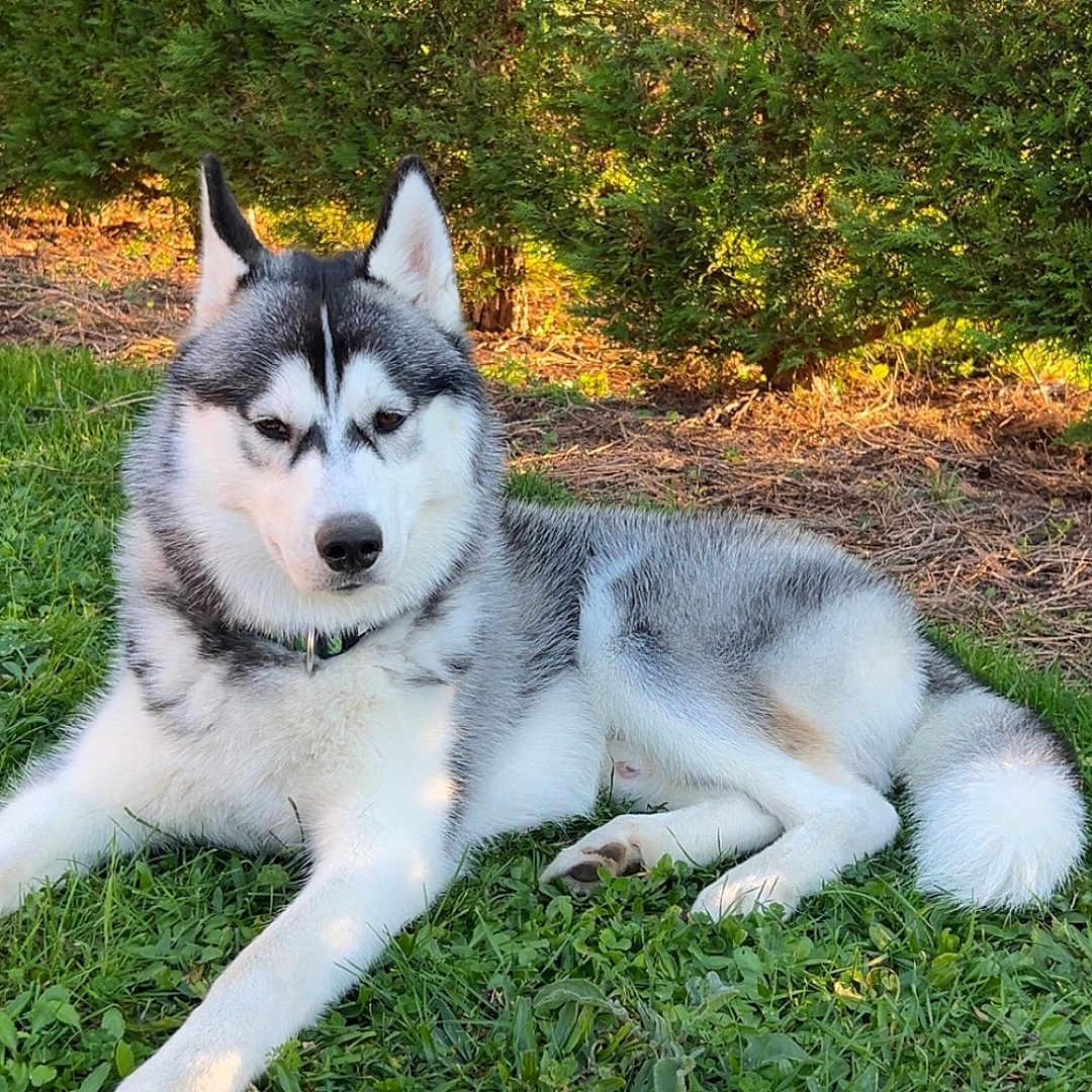 Aïko participe au concours pour gagner de l'argent avec cette photo : animal, canine, collar, daylight, dog, fur, garden, grass, greenery, husky, laying_down, mammal, nature, outdoor, pet, relaxed, shrub, siberian_husky, summer, sunlight