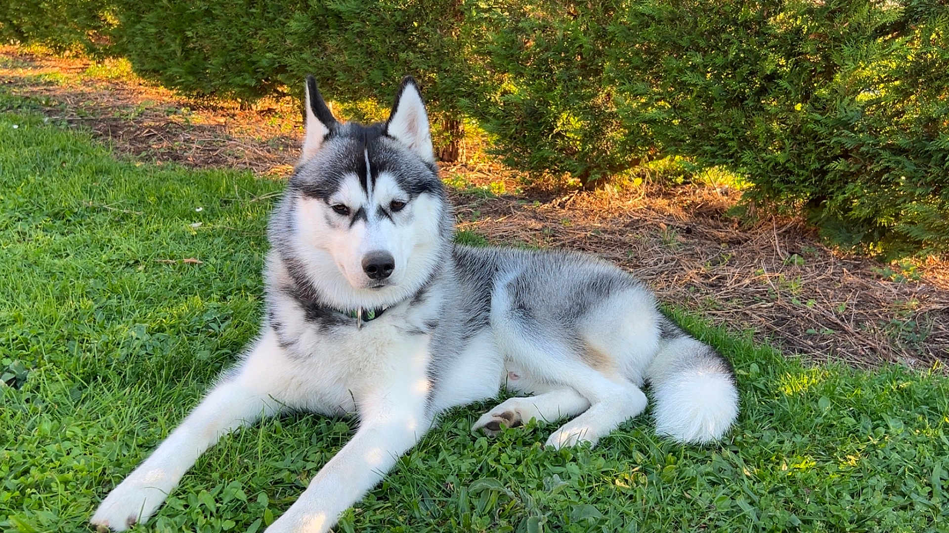 Aïko