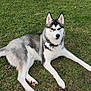 alert, animal, canine, collar, cute, dog, domestic_animal, ears, friendly, fur, grass, laying_down, mammal, nature, outdoor, paw, pet, relaxed, siberian_husky, tail