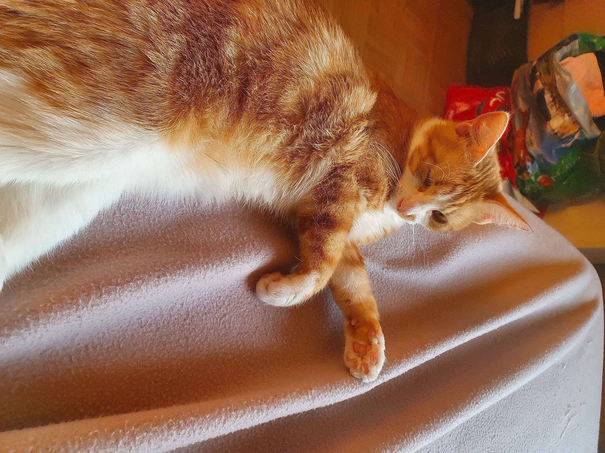 Chacha a rejoint le concours — aidez-le/la à gagner de superbes lots ! brown, carnivore, carpet, cat, comfort, domestic_short_haired_cat, fawn, felidae, flooring, fur, human_leg, linens, nap, small_to_medium_sized_cats, snout, tail, terrestrial_animal, whiskers, window, wood