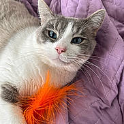 Sweet Pea joined the competition — help win amazing prizes! cat, blue_eyes, white_fur, gray_fur, pink_nose, whiskers, orange_feather, toy, quilt, purple_quilt, pet, domestic_animal, relaxed, indoor, closeup, feline, bed, comfort, cute, playful
