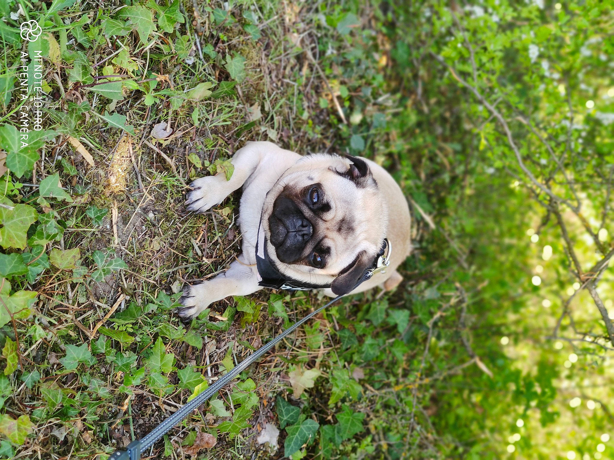 Poukie a rejoint le concours — aidez-le/la à gagner de superbes lots ! canidae, carnivore, collar, companion_dog, dog, dog_breed, dog_collar, fawn, grass, groundcover, molosser, plant, pug, soil, sporting_group, terrestrial_animal, toy_dog, tree, working_animal, wrinkle