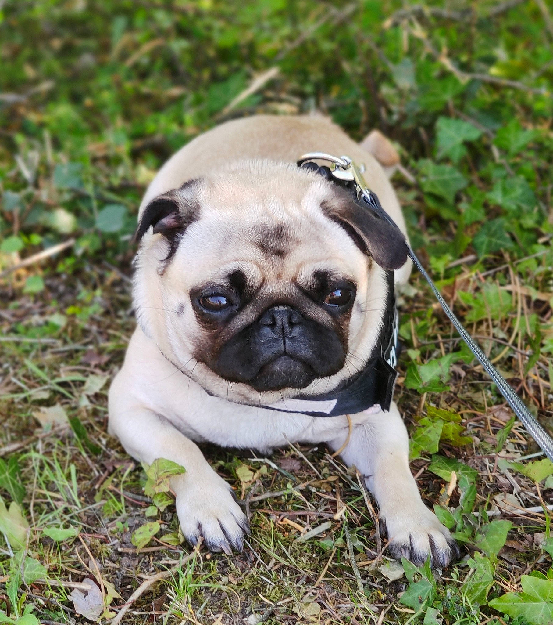 Poukie participe au concours pour gagner de l'argent avec cette photo : canidae, carnivore, companion_dog, dog, dog_breed, eye, fawn, grass, groundcover, head, iris, mammal, plant, pug, snout, soil, sporting_group, toy_dog, tree, whiskers