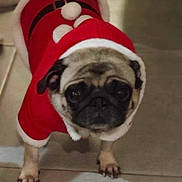 Poukie participe au concours pour gagner de l'argent avec cette photo : dog, pug, pet, animal, red_clothing, santa_outfit, cute, indoor, floor, tile, costume, holiday, festive, small_dog, fur, ears, tail, front_legs, decor, winter