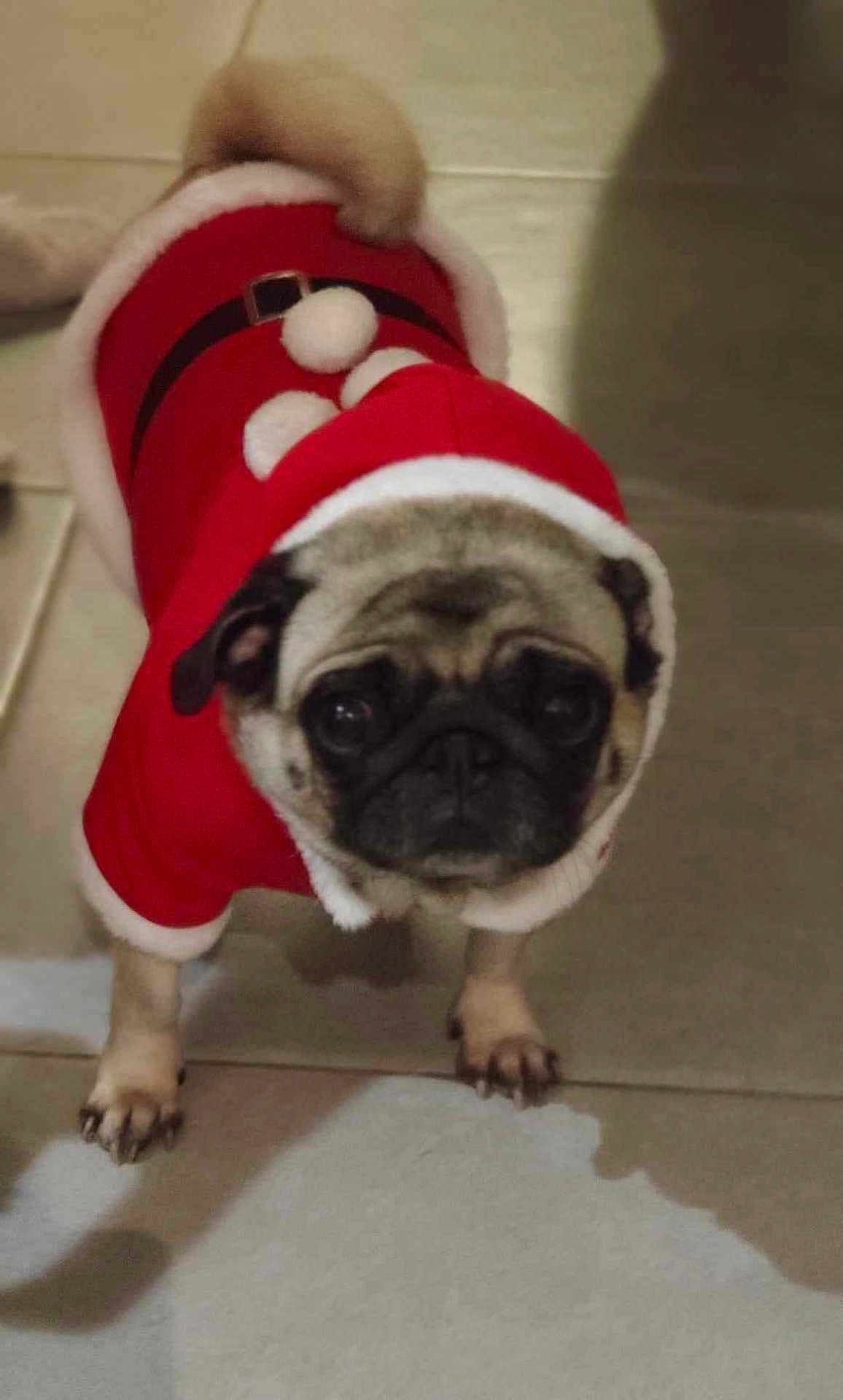 Poukie participe au concours pour gagner de l'argent avec cette photo : dog, pug, pet, animal, red_clothing, santa_outfit, cute, indoor, floor, tile, costume, holiday, festive, small_dog, fur, ears, tail, front_legs, decor, winter