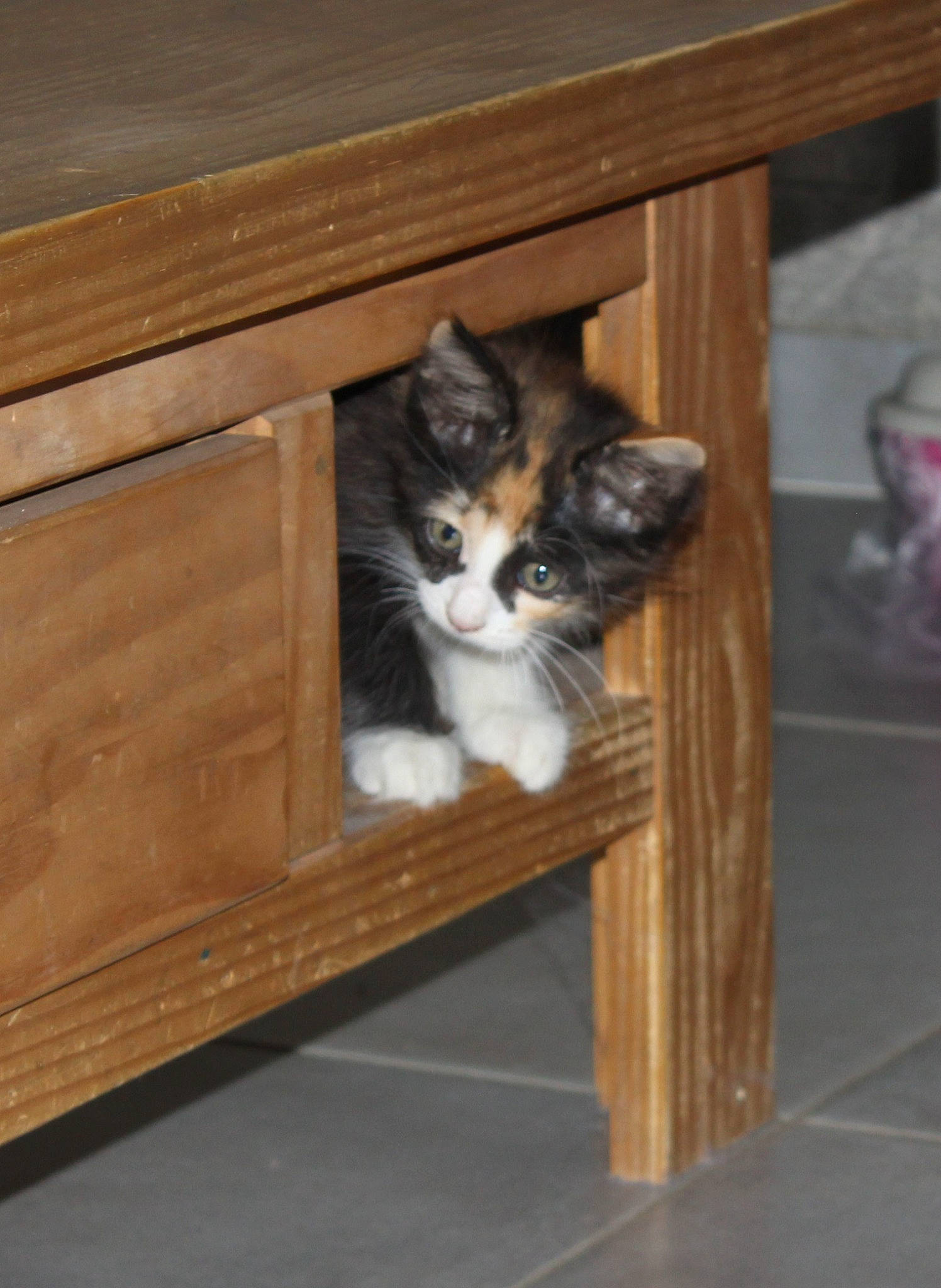 Moana a rejoint le concours — aidez-le/la à gagner de superbes lots ! box, carnivore, cat, cat_supply, domestic_short_haired_cat, felidae, floor, flooring, fur, hardwood, plywood, room, shelf, small_to_medium_sized_cats, table, tail, whiskers, window, wood, wood_stain