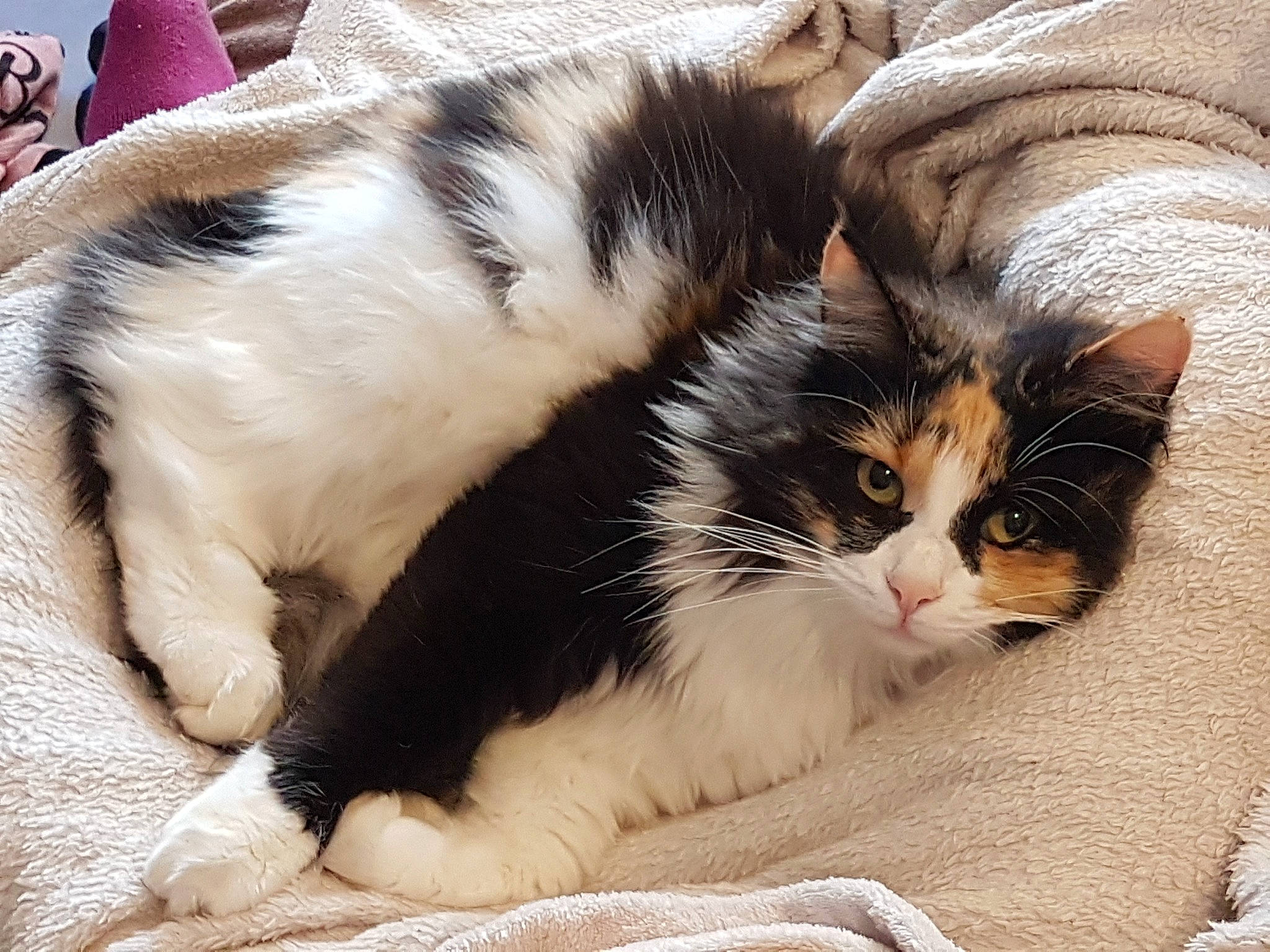 Moana a rejoint le concours — aidez-le/la à gagner de superbes lots ! carnivore, cat, claw, comfort, domestic_short_haired_cat, felidae, fur, nap, paw, small_to_medium_sized_cats, snout, tail, whiskers