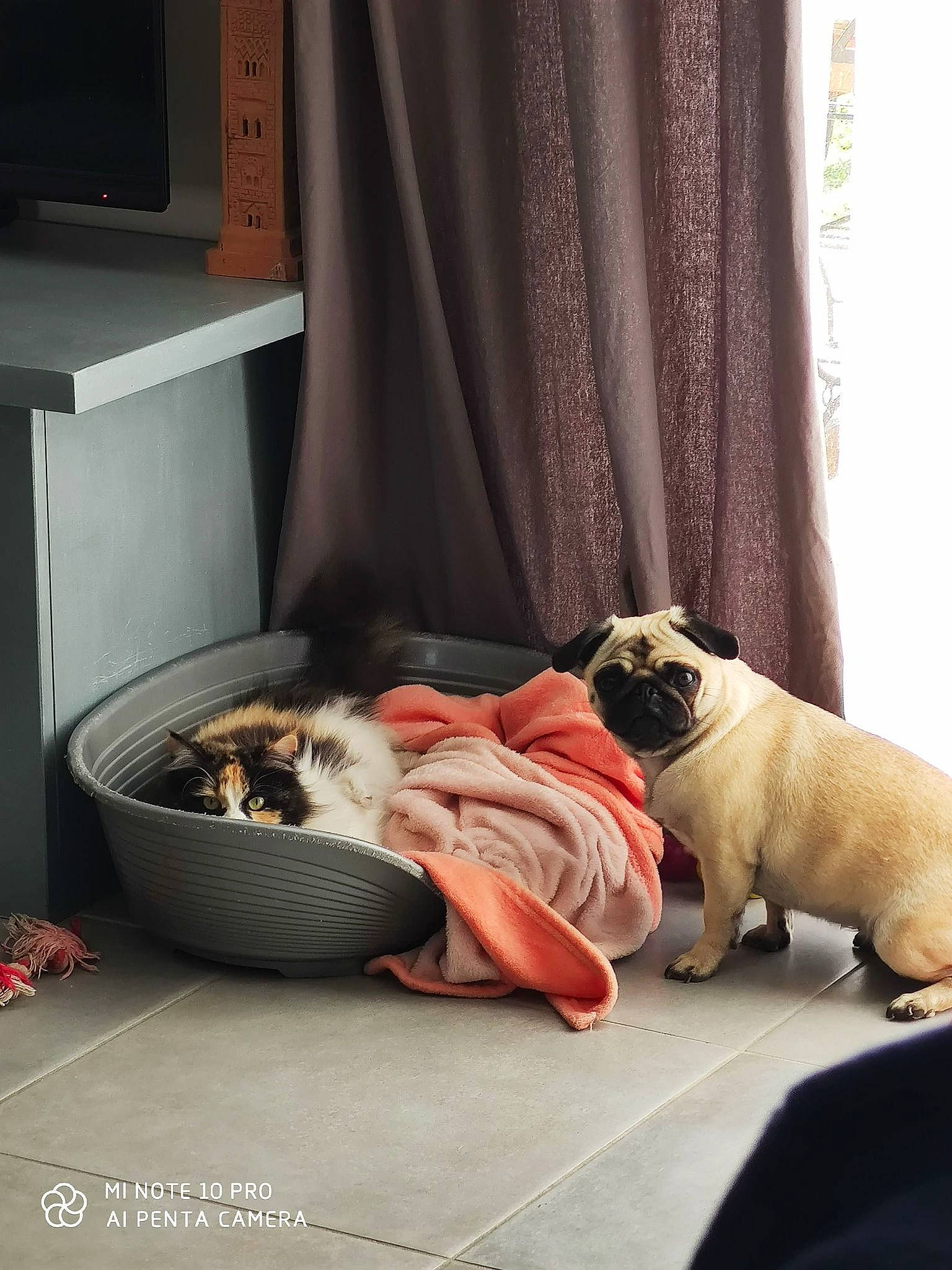 Moana a rejoint le concours — aidez-le/la à gagner de superbes lots ! canidae, carnivore, cat_supply, comfort, companion_dog, curtain, dog, dog_breed, dog_supply, fawn, flooring, gas, linens, pet_supply, pug, room, snout, sporting_group, toy_dog, window_treatment