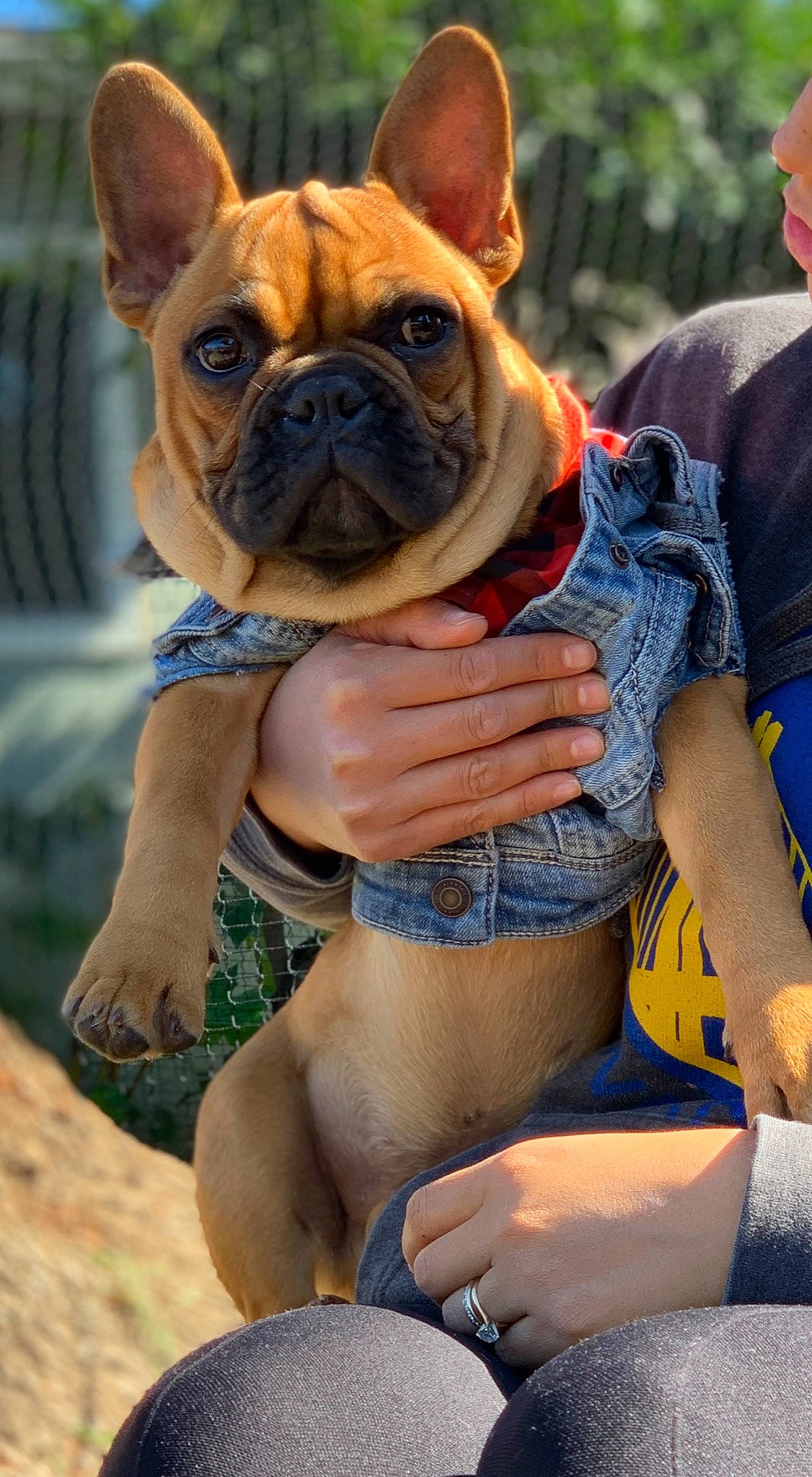 Gordo is registered to the contest to win money with this photo: ancient_dog_breeds, british_bulldogs, bulldog, canidae, carnivore, companion_dog, dog, dog_breed, fawn, french_bulldog, mammal, molosser, non_sporting_group, olde_english_bulldogge, pug, puppy, snout, toy_bulldog, vertebrate, wrinkle