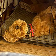 Millie joined the competition — help win amazing prizes! blanket, brown_fur, closeup, collar, cozy, crate, curly_fur, dog, dog_bed, ear, indoor, kennel, lying_down, nose, pet, pet_accessory, poodle_mix, red_collar, sleeping, wooden_floor