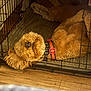 blanket, brown_fur, closeup, collar, cozy, crate, curly_fur, dog, dog_bed, ear, indoor, kennel, lying_down, nose, pet, pet_accessory, poodle_mix, red_collar, sleeping, wooden_floor