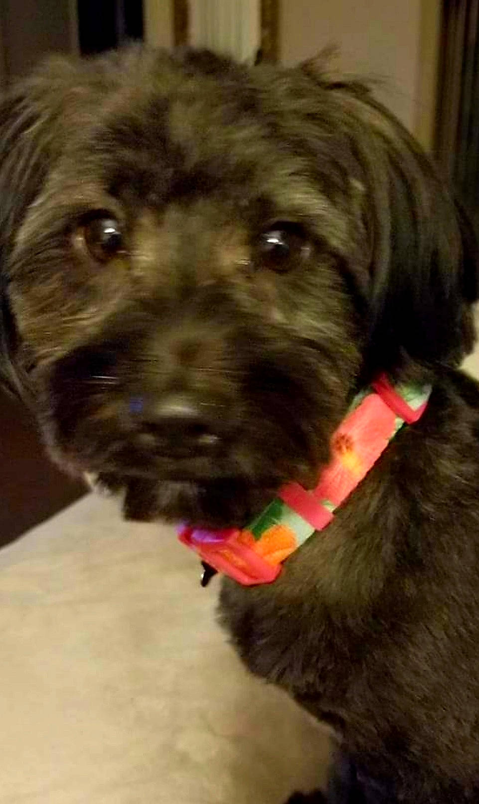 Ava is registered to the contest to win money with this photo: canidae, carnivore, collar, companion_dog, dog, dog_breed, dog_collar, fur, labradoodle, liver, non_sporting_group, puppy, small_terrier, snout, sporting_group, terrestrial_animal, terrier, toy_dog, water_dog, working_animal