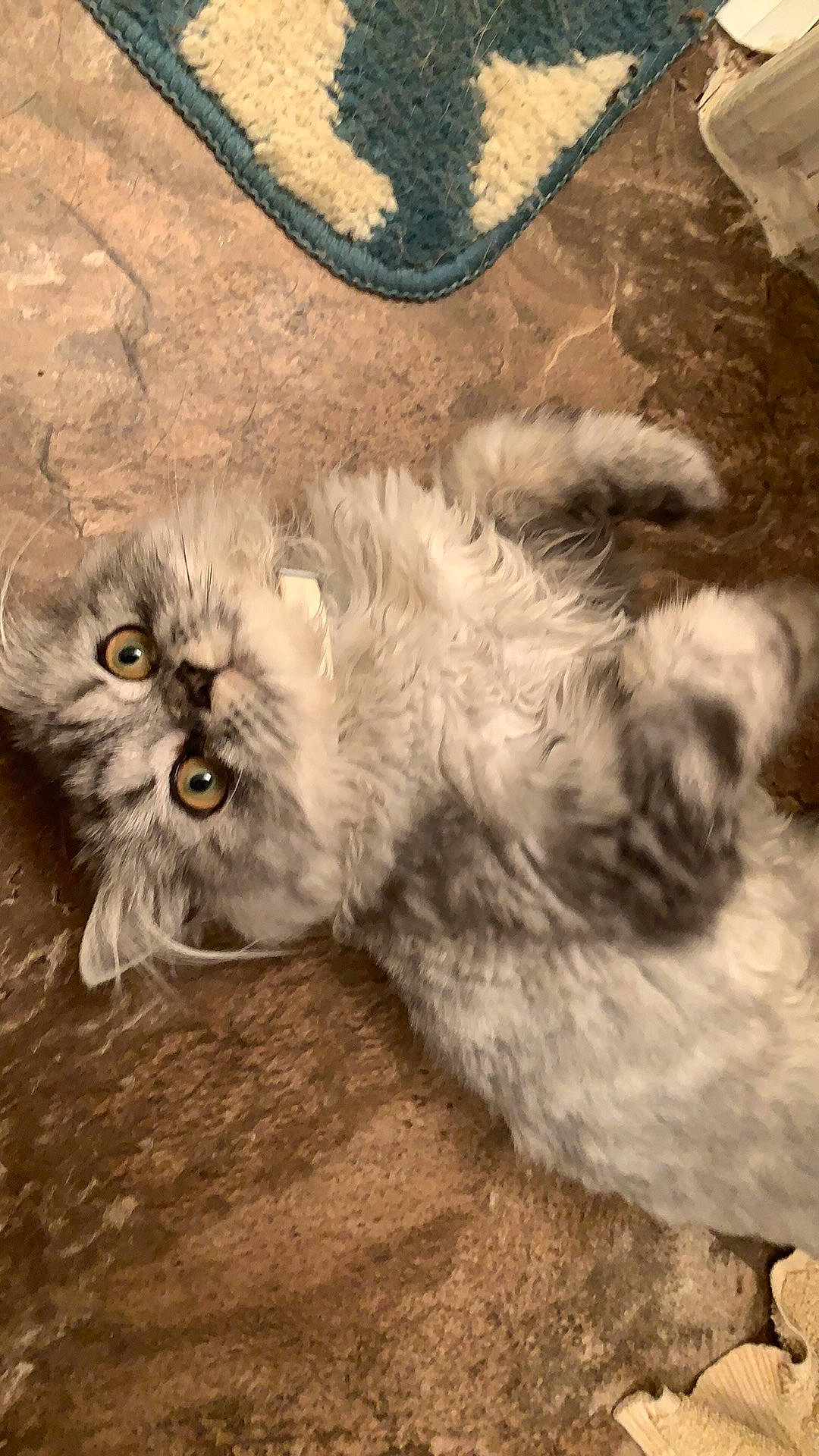 Tyr joined the competition — help win amazing prizes! british_longhair, carnivore, cat, felidae, fur, grey, persian, small_to_medium_sized_cats, snout, terrestrial_animal, vertebrate, whiskers