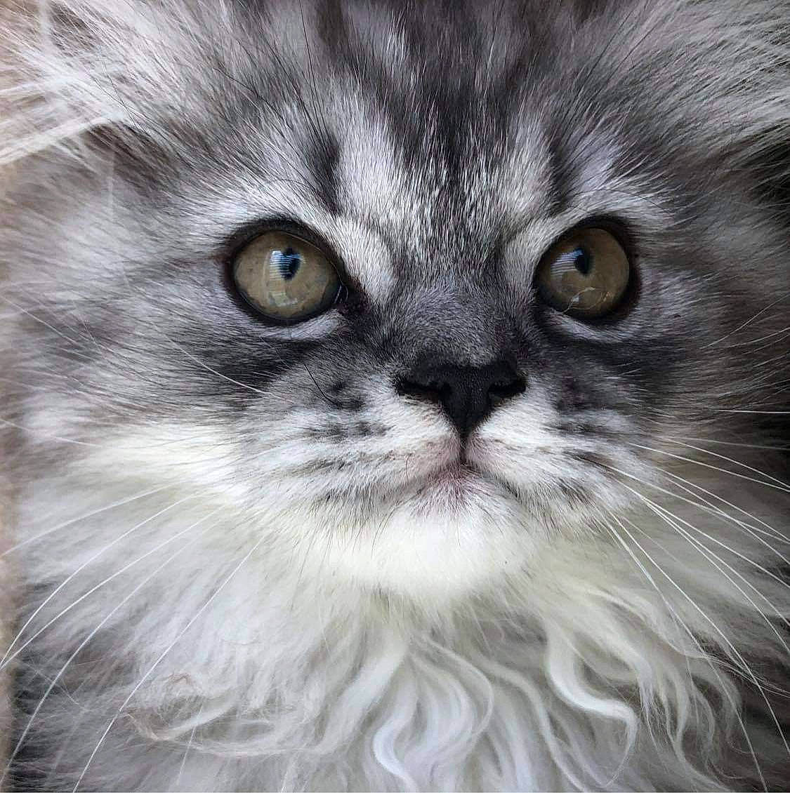 Tyr is registered to the contest to win money with this photo: asian_semi_longhair, british_longhair, british_semi_longhair, carnivore, cat, close_up, domestic_long_haired_cat, felidae, fur, iris, mammal, photography, ragdoll, small_to_medium_sized_cats, snout, vertebrate, whiskers