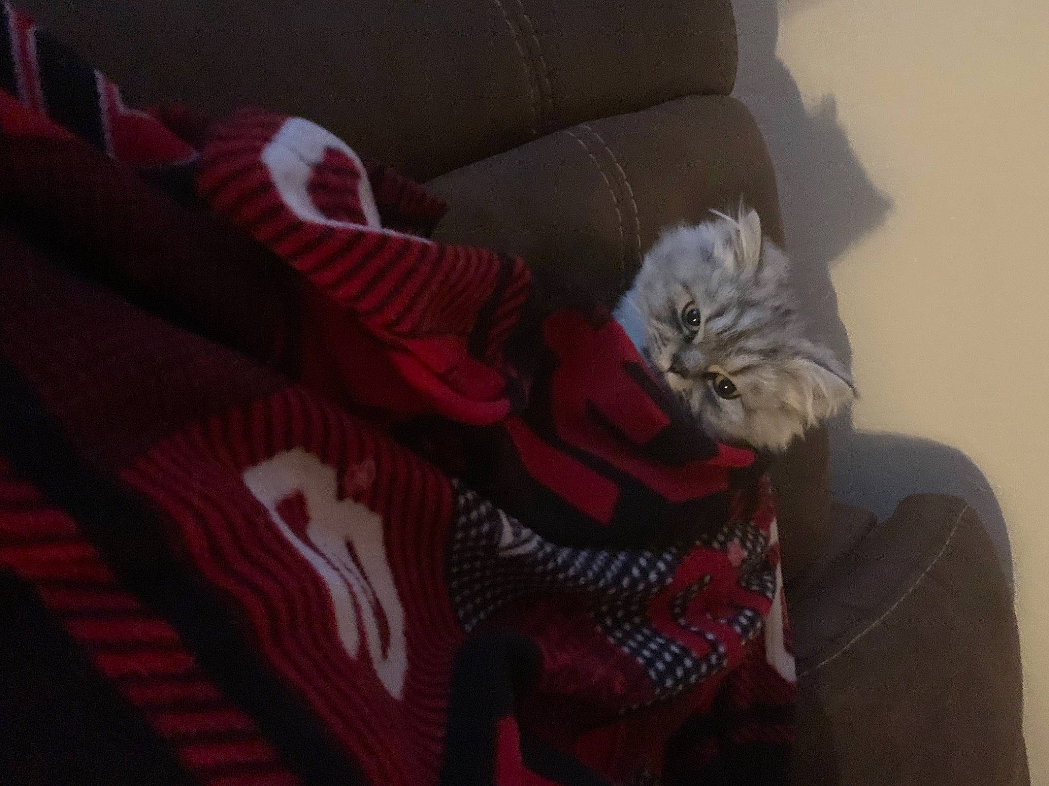 Tyr is registered to the contest to win money with this photo: carmine, carnivore, cat, comfort, couch, felidae, fur, living_room, maroon, red, small_to_medium_sized_cats, velvet, whiskers