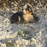 Aiika participe au concours pour gagner de l'argent avec cette photo : puppy, dog, snow, grass, outdoor, nature, winter, tricolor, animal, young_dog, furry, cold, sunlight, curious, sitting, field, plants, daylight, canine, cute