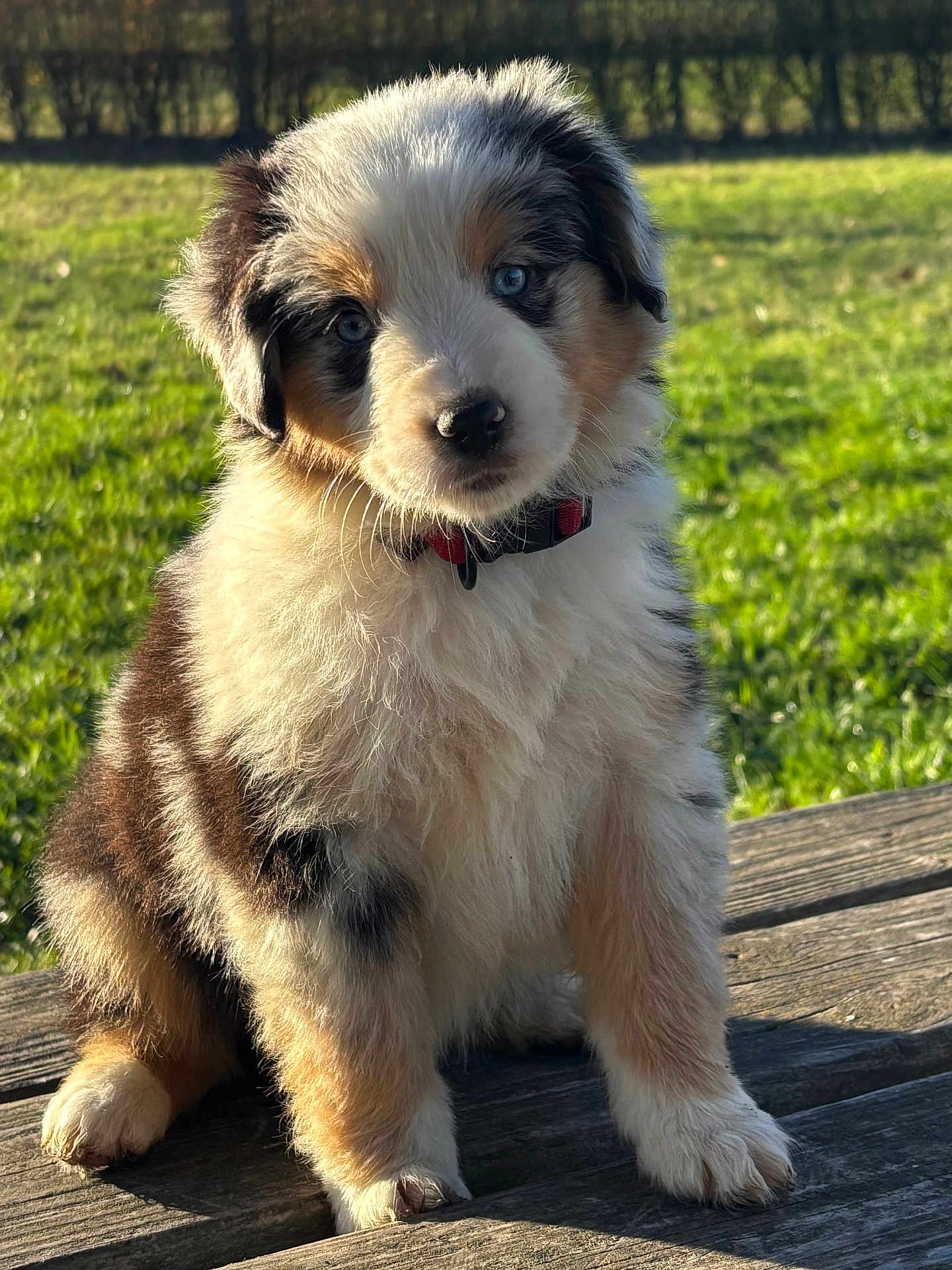Aiika a rejoint le concours — aidez-le/la à gagner de superbes lots ! puppy, dog, outdoor, grass, sunlight, wood, pet, fur, blue_eyes, collar, nature, cute, animal, young, sitting, portrait, fluffy, daylight, greenery, background