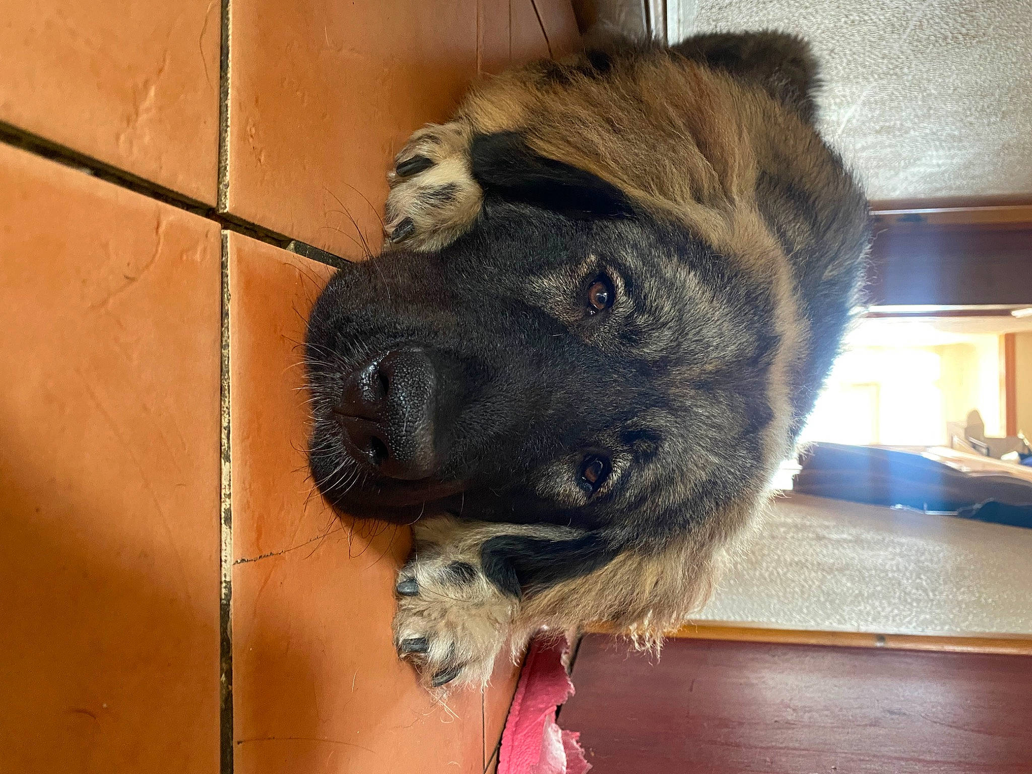 Luna joined the competition — help win amazing prizes! canidae, carnivore, companion_dog, dog, dog_breed, estrela_mountain_dog, fawn, fur, giant_dog_breed, guard_dog, liver, non_sporting_group, paw, snout, sporting_group, tail, terrestrial_animal, whiskers, wood, working_animal