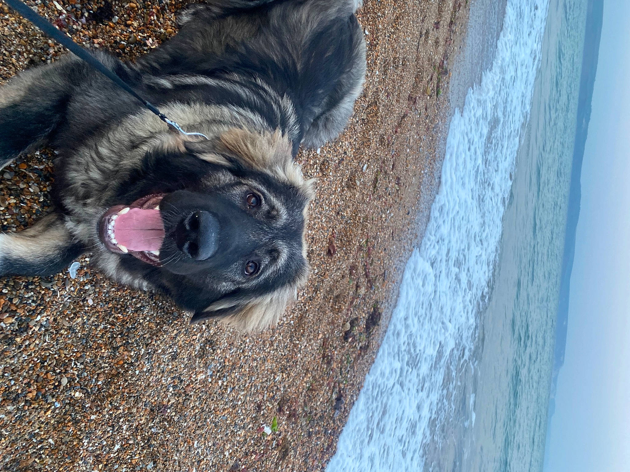 Luna joined the competition — help win amazing prizes! automotive_tire, beach, canidae, carnivore, dog, dog_breed, dog_collar, fawn, foot, fur, leg, paw, sky, snout, sporting_group, tail, water, whiskers, wood, working_animal