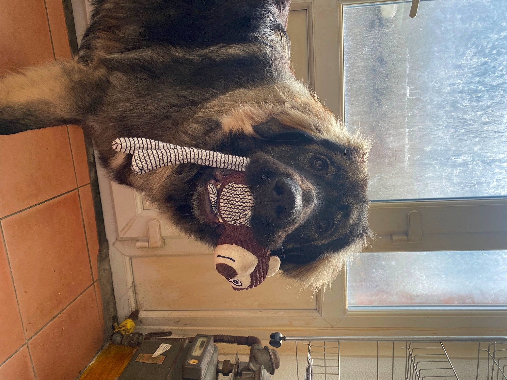 Luna is registered to the contest to win money with this photo: canidae, claw, dog_breed, fawn, flooring, foot, fur, human_leg, mammal, natural_material, snout, sporting_group, tail, terrestrial_animal, vertebrate, working_animal