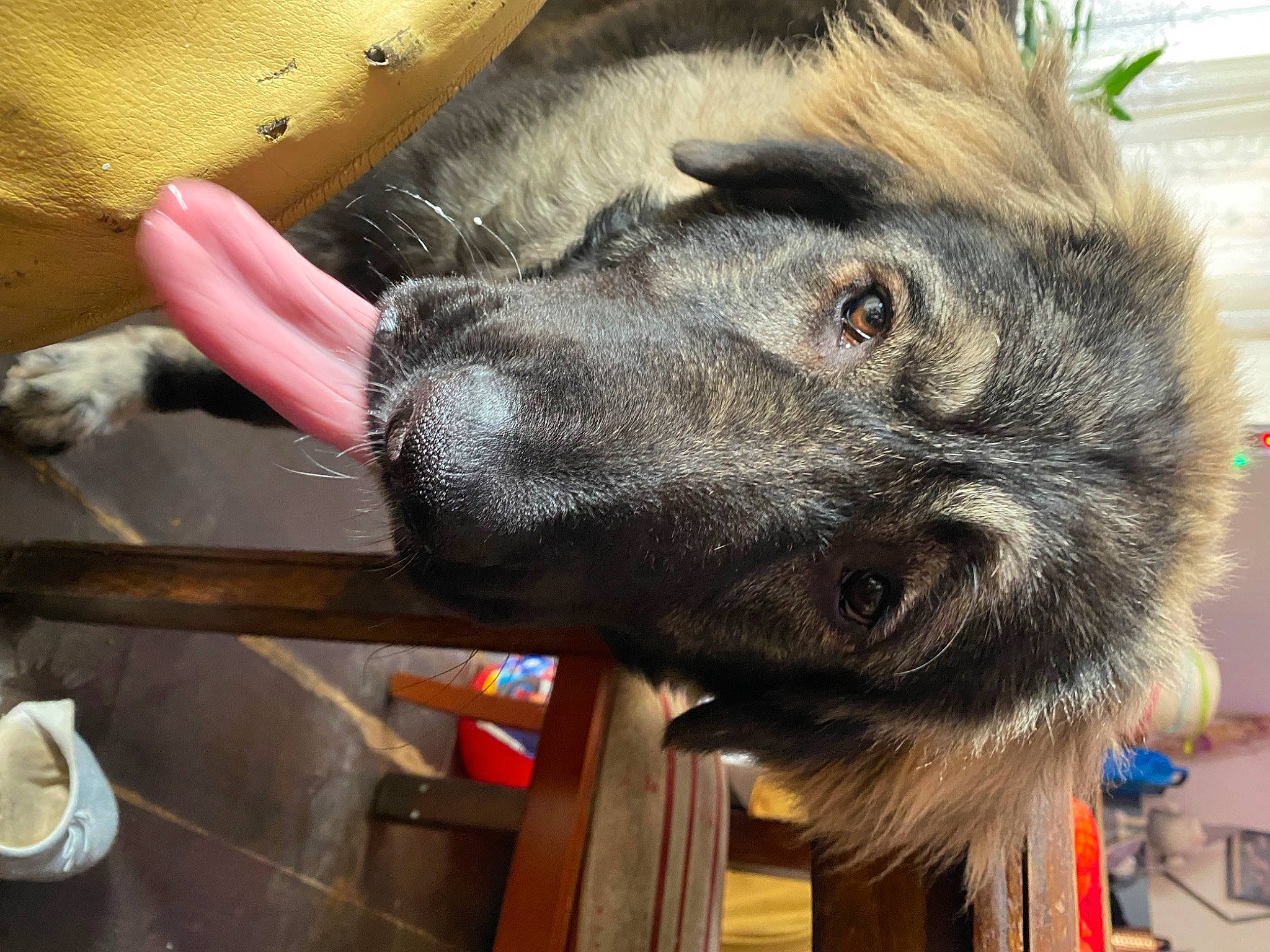 Luna is registered to the contest to win money with this photo: canidae, carnivore, claw, companion_dog, dog_breed, foot, fur, liver, natural_material, paw, snout, sporting_group, terrestrial_animal, working_animal