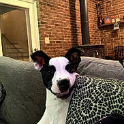 Batman joined the competition — help win amazing prizes! dog, black_and_white, couch, cushion, indoor, brick_wall, wood_stove, pet, animal, ears, face, snout, home, living_room, furniture, curious, relaxed, domestic, cozy, canine