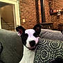 dog, black_and_white, couch, cushion, indoor, brick_wall, wood_stove, pet, animal, ears, face, snout, home, living_room, furniture, curious, relaxed, domestic, cozy, canine