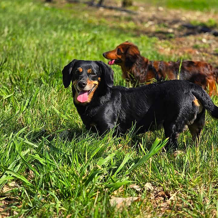 Maya Et Olly participe au concours pour gagner de l'argent avec cette photo : animal, black_dog, brown_dog, canine, daylight, dog, field, friendship, grass, grassland, happy, mammal, nature, outdoor, pet, playful, summer, sunny, tongue_out, two_dogs