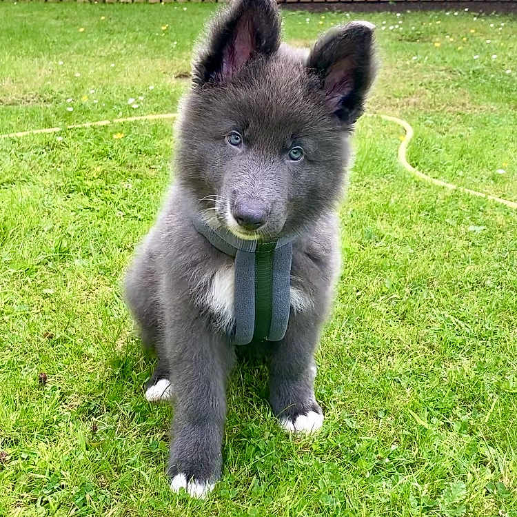Ventus joined the competition — help win amazing prizes! animal, blue_eyes, canine, cute, dog, domestic, fence, fluffy, garden, grass, greenery, harness, outdoor, pet, playful, puppy, sitting, summer, yard, young_dog