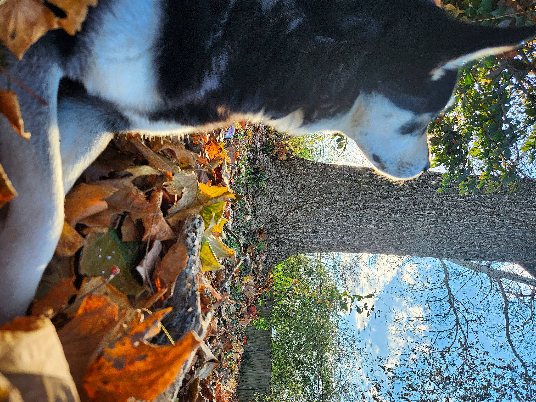 Boomba joined the competition — help win amazing prizes! branch, dog, dog_breed, felidae, freezing, fur, grass, landscape, light, plant, plant_stem, reflection, sky, tail, tree, trunk, twig, water, winter, wood