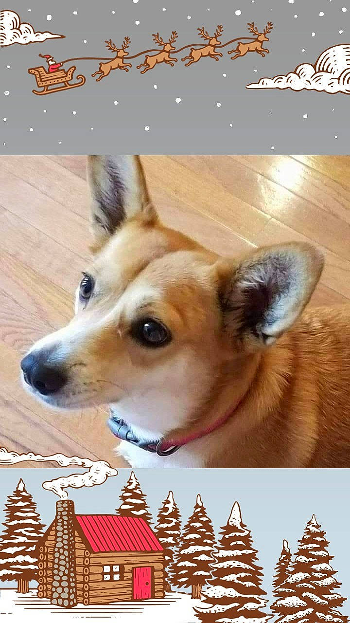 Jazzmin is registered to the contest to win money with this photo: brown, canidae, carnivore, collar, conifer, dog, dog_breed, dog_supply, fawn, hunting_dog, insect, invertebrate, pet_supply, snout, tan, terrestrial_animal, vertebrate, wood, wood_stain, working_animal