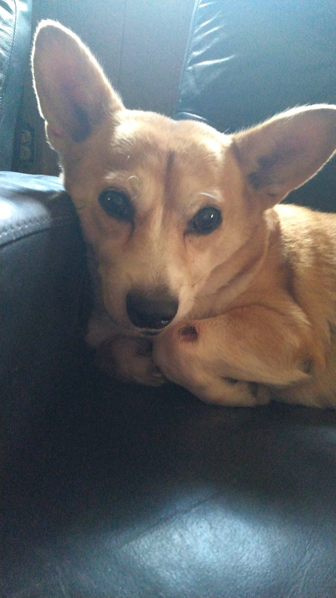 Jazzmin joined the competition — help win amazing prizes! canidae, carnivore, comfort, companion_dog, dog, dog_breed, ear, fawn, fur, head, non_sporting_group, paw, snout, sporting_group, terrestrial_animal, toy_dog, whiskers, wood, working_animal