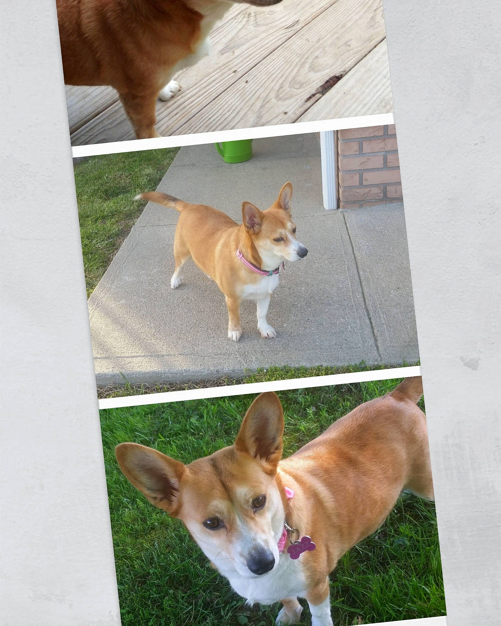 Jazzmin joined the competition — help win amazing prizes! ancient_dog_breeds, canidae, carnivore, companion_dog, dog, dog_breed, fawn, non_sporting_group, snout, sporting_group, tail, window, wood, working_animal