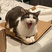 Kiko joined the competition — help win amazing prizes! cat, gray_cat, white_cat, cardboard_box, bed, yawning, indoor, pet, animal, feline, fur, cute, sleepy, cozy, bedroom, relaxed, domestic, whiskers, paws, resting