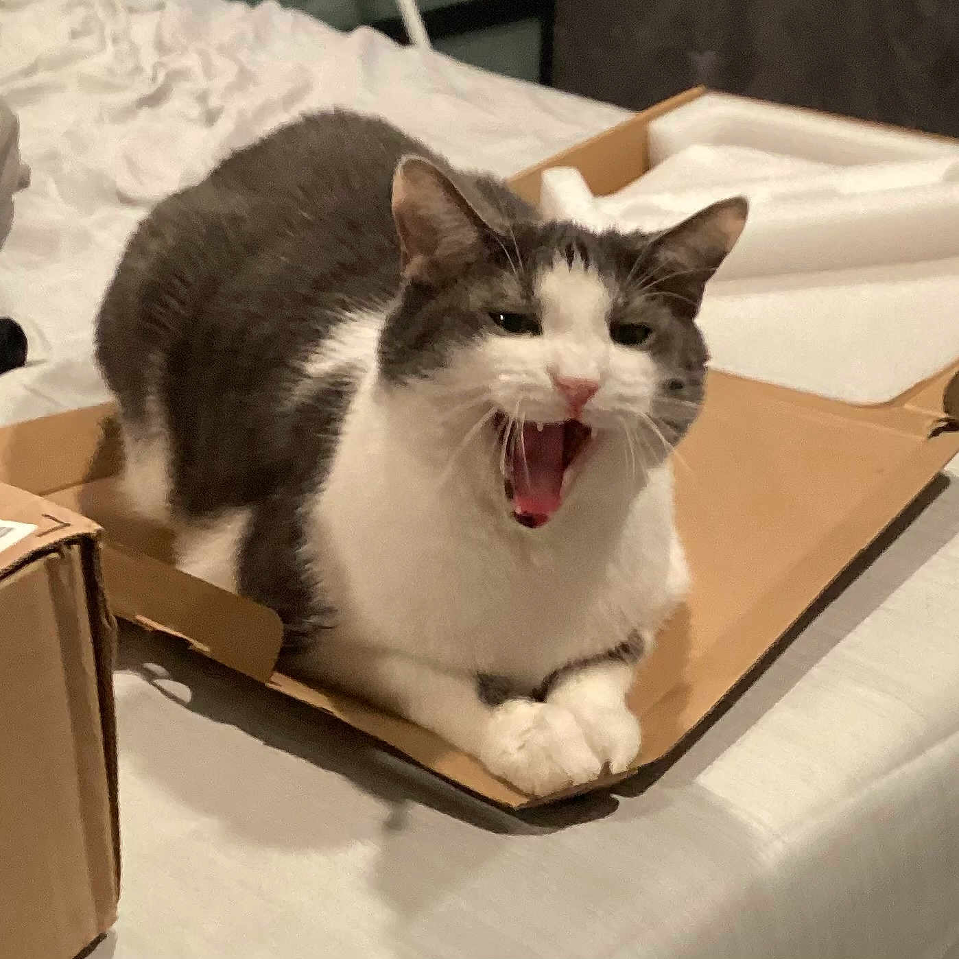 Kiko joined the competition — help win amazing prizes! cat, gray_cat, white_cat, cardboard_box, bed, yawning, indoor, pet, animal, feline, fur, cute, sleepy, cozy, bedroom, relaxed, domestic, whiskers, paws, resting