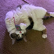 Pax is registered to the contest to win money with this photo: cat, toy_mouse, carpet, upside_down, playful, fluffy, pet, indoor, mammal, whiskers, paws, cute, fur, relaxed, animal, domestic_cat, claws, small_toy, lying_down, purple_lighting