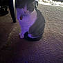 Pax joined the competition — help win amazing prizes! animal, calm, carpet, cat, collar, domestic, floor, furniture, household, indoor, mammal, pet, purple_light, quiet, shadow, sitting, tabby, tag, water_dispenser, white