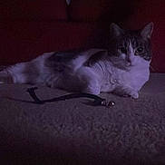 Pax joined the competition — help win amazing prizes! animal, bed, cat, collar, couch, dark, ears, eyes, feline, furniture, indoor, lying_down, pet, red_cushion, relaxed, shadow, soft_surface, striped, whiskers, white_and_gray