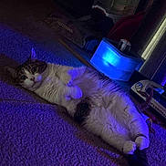 Pax is registered to the contest to win money with this photo: animal, blue_light, carpet, cat, container, cozy, curious, domestic_cat, feline, floor, household_items, indoor, lying_down, paws, pet, purple_light, relaxed, resting, soft_lighting, tail