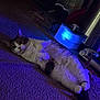 animal, blue_light, carpet, cat, container, cozy, curious, domestic_cat, feline, floor, household_items, indoor, lying_down, paws, pet, purple_light, relaxed, resting, soft_lighting, tail