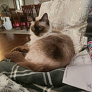 Guero is registered to the contest to win money with this photo: cat, fluffy, blue_eyes, blanket, pillow, indoor, furniture, wooden_chair, floor, mail, wrapping_paper, decor, living_room, cozy, pet, relaxed, domestic, home, table, fan