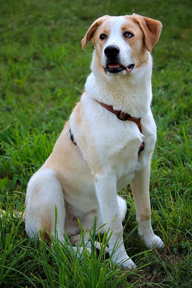 Oscar