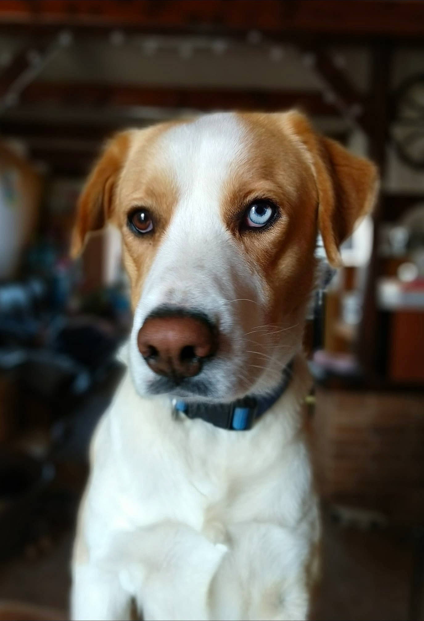 Oscar a rejoint le concours — aidez-le/la à gagner de superbes lots ! canidae, carnivore, collar, companion_dog, dog, dog_breed, dog_collar, fawn, fur, hunting_dog, pet_supply, snout, sporting_group, whiskers, working_animal