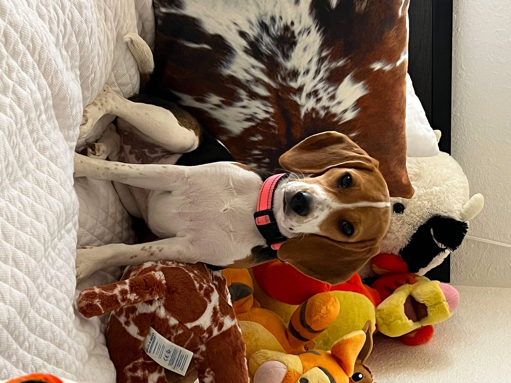 Paisley is registered to the contest to win money with this photo: art, carmine, carnivore, companion_dog, dog, dog_breed, dog_supply, fawn, fur, linens, pet_supply, plush, selfie, snout, sporting_group, stuffed_toy, textile, toy, wood, working_animal