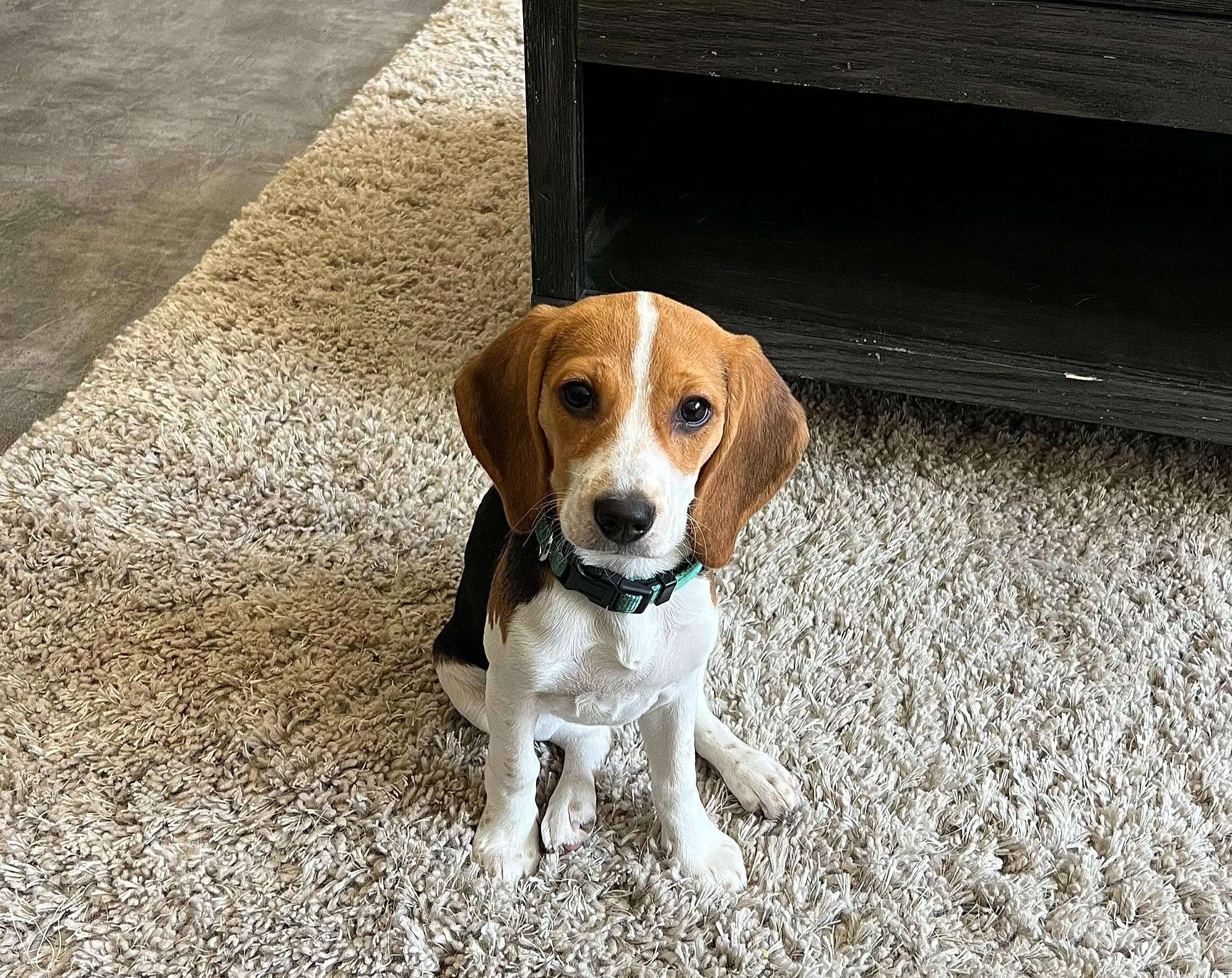 Paisley is registered to the contest to win money with this photo: beagle_harrier, canidae, carnivore, collar, companion_dog, dog, dog_breed, dog_supply, flooring, hound, hunting_dog, paw, road_surface, scent_hound, snout, sporting_group, tail, terrestrial_animal