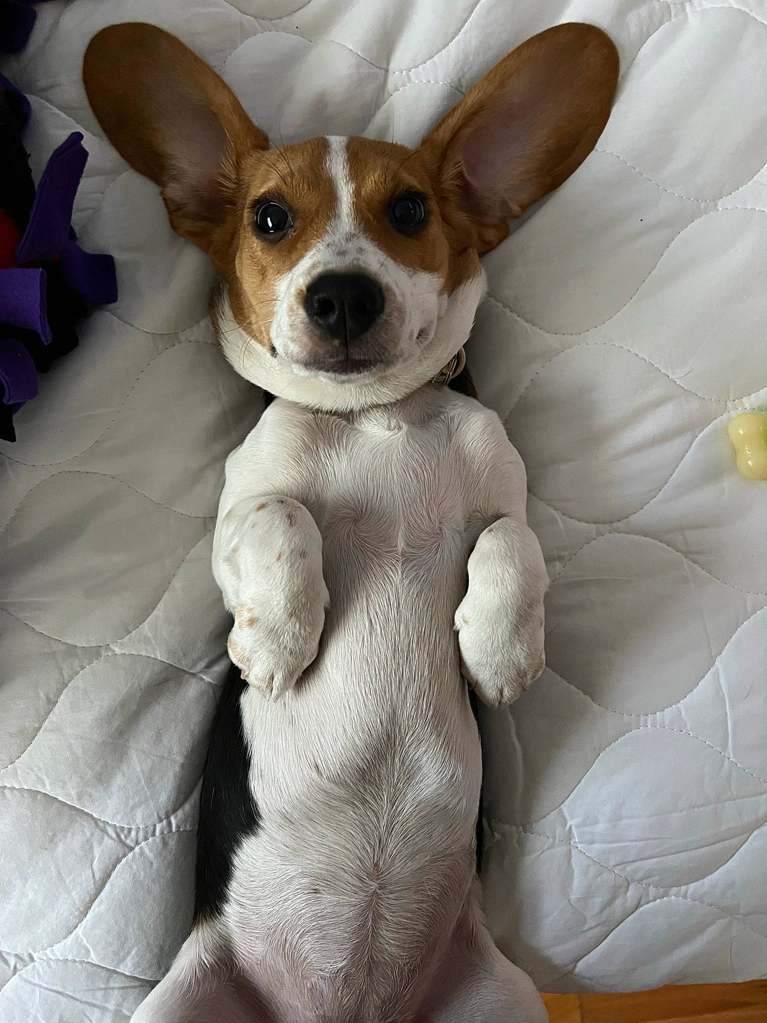 Paisley joined the competition — help win amazing prizes! canidae, carnivore, chihuahua, comfort, companion_dog, corgi_chihuahua, dog, dog_breed, dog_supply, ear, fawn, fur, head, paw, russkiy_toy, snout, sporting_group, toy_dog, whiskers, working_animal