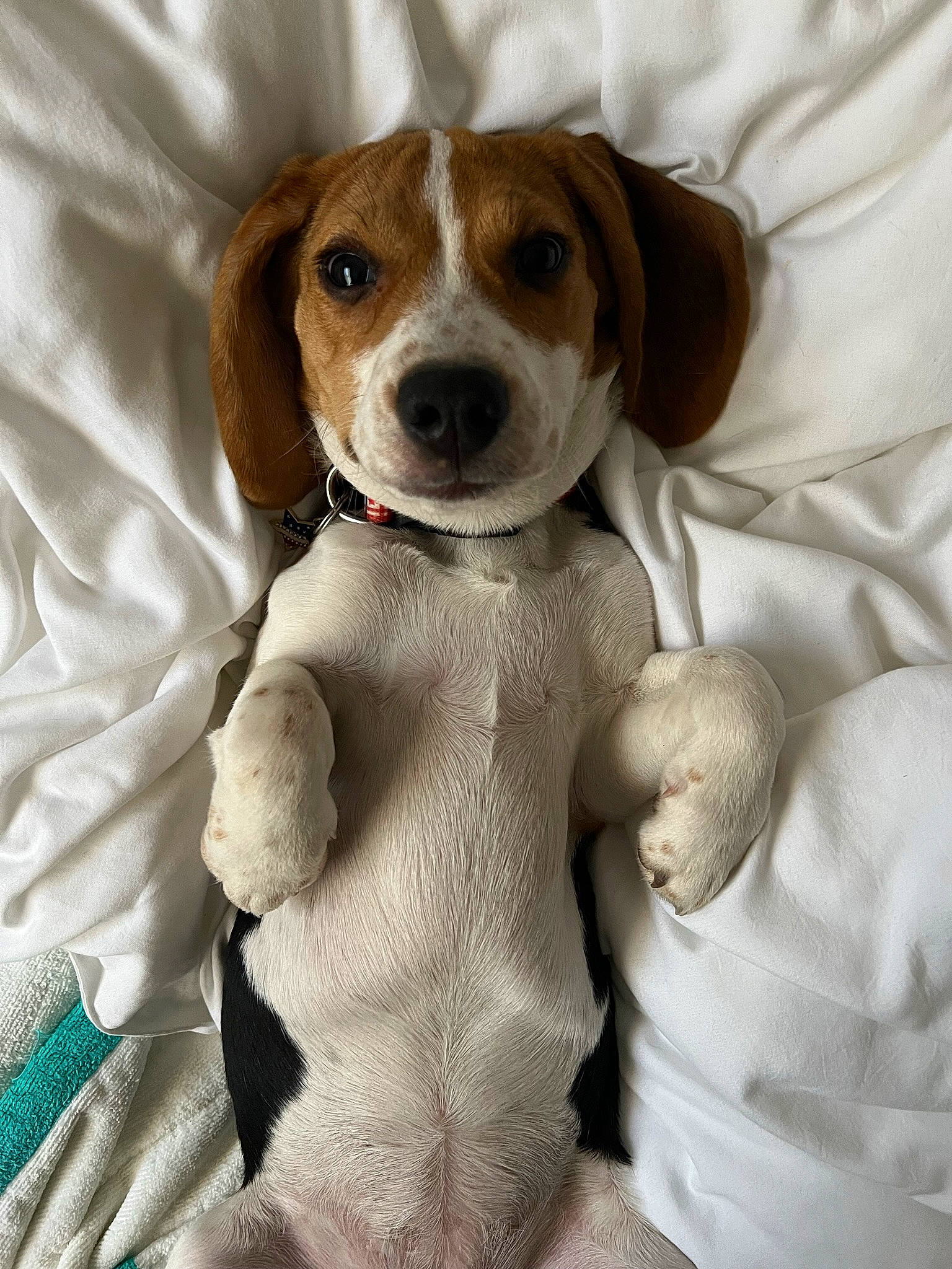 Paisley joined the competition — help win amazing prizes! ancient_dog_breeds, canidae, carnivore, collar, companion_dog, dog, dog_breed, dog_supply, fawn, fur, hunting_dog, liver, puppy, snout, sporting_group, stuffed_toy, toy, toy_dog, whiskers, working_animal