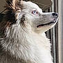Vadkane a rejoint le concours — aidez-le/la à gagner de superbes lots ! animal, blue_eyes, calm, canine, closeup, companion, curious, dog, domestic_animal, fluffy, fur, household, indoor, lamp, looking_out, mammal, pet, portrait, side_profile, window